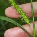 Carex laevigata Sm.Carex laevigata Sm.