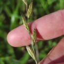 Lolium x boucheanum KunthLolium x boucheanum Kunth