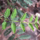 Acacia melanoxylon R.Br.Acacia melanoxylon R.Br.