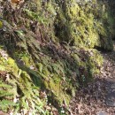 Leptogramma pozoi (Lag.) HeywoodLeptogramma pozoi (Lag.) Heywood