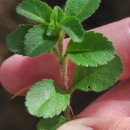 Veronica officinalis L.Veronica officinalis L.