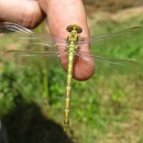 Onychogomphus uncatus (Charpentier, 1840)Onychogomphus uncatus (Charpentier, 1840)