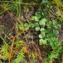 Lysimachia tenella L.Lysimachia tenella L.