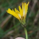 Hypochaeris radicata L.Hypochaeris radicata L.