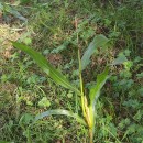 Zea mays L.Zea mays L.