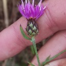 Centaurea limbata Hoffmanns. & LinkCentaurea limbata Hoffmanns. & Link