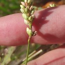 Persicaria maculosa GrayPersicaria maculosa Gray