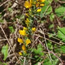 Ulex gallii Planch. subsp. galliiUlex gallii Planch. subsp. gallii