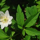 Anemone nemorosa L.Anemone nemorosa L.