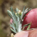 Gnaphalium uliginosum L.Gnaphalium uliginosum L.