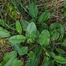 Rumex acetosa  L.Rumex acetosa  L.