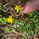 Hypericum humifusum L.Hypericum humifusum L.