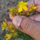Hypericum undulatum Schousb. ex Willd.Hypericum undulatum Schousb. ex Willd.