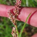 Persicaria maculosa GrayPersicaria maculosa Gray