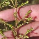 Erica australis L.Erica australis L.