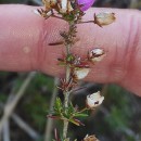 Erica cinerea L.Erica cinerea L.