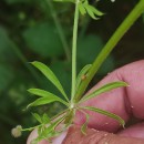 Galium spurium L.Galium spurium L.