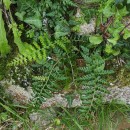 Asplenium obovatum Viv. subsp. billotii (F.W.Schultz) O.Bolòs, Vigo, Masalles & NinotAsplenium obovatum Viv. subsp. billotii (F.W.Schultz) O.Bolòs, Vigo, Masalles & Ninot