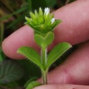 Cerastium glomeratum Thuill.Cerastium glomeratum Thuill.