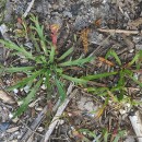 Plantago coronopus L.Plantago coronopus L.