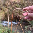 Carex pendula Huds.Carex pendula Huds.