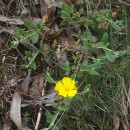 Halimium lasianthum (Lam.) Spach subsp. alyssoides (Lam.) GreuterHalimium lasianthum (Lam.) Spach subsp. alyssoides (Lam.) Greuter
