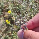 Alyssum gallaecicum (S.Ortiz) Španiel, Marhold & LihováAlyssum gallaecicum (S.Ortiz) Španiel, Marhold & Lihová