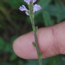 Verbena officinalis L.Verbena officinalis L.