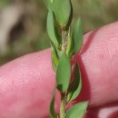Genista berberidea LangeGenista berberidea Lange