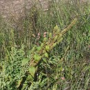 Amaranthus powellii S. WatsonAmaranthus powellii S. Watson