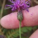 Serratula tinctoria L. subsp. tinctoriaSerratula tinctoria L. subsp. tinctoria