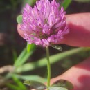 Trifolium pratense L.Trifolium pratense L.