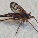 Rhagio atlanticus Zeegers & Álvarez Fidalgo, 2018Rhagio atlanticus Zeegers & Álvarez Fidalgo, 2018