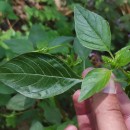 Amaranthus hybridus L.Amaranthus hybridus L.