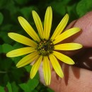 Arctotheca calendula (L.) LevynsArctotheca calendula (L.) Levyns