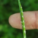 Glyceria fluitans (L.) R. Br.Glyceria fluitans (L.) R. Br.