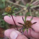 Bidens frondosa L.Bidens frondosa L.