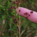Juncus acutiflorus Ehrh. ex Hoffm.Juncus acutiflorus Ehrh. ex Hoffm.