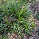 Luzula sylvatica (Huds.) Gaudin subsp. henriquesii (Degen) P. SilvaLuzula sylvatica (Huds.) Gaudin subsp. henriquesii (Degen) P. Silva