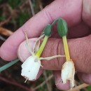 Narcissus triandrus L. subsp. triandrusNarcissus triandrus L. subsp. triandrus