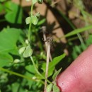 Fallopia convolvulus (L.) A. LöveFallopia convolvulus (L.) A. Löve