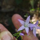 Campanula rapunculus L.Campanula rapunculus L.