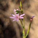 Epilobium brachycarpumEpilobium brachycarpum C. Presl.