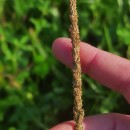 Sporobolus indicus (L.) R. Br.Sporobolus indicus (L.) R. Br.