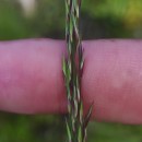 Molinia caerulea (L.) MoenchMolinia caerulea (L.) Moench