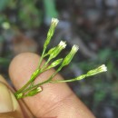 Symphyotrichum squamatum (Spreng.) G.L.NesomSymphyotrichum squamatum (Spreng.) G.L.Nesom