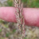 Holcus lanatus L.Holcus lanatus L.