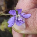 Viola riviniana Reichenb.Viola riviniana Reichenb.