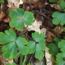 Aquilegia vulgaris L.Aquilegia vulgaris L.