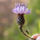 Centaurea gallaecica (M. Laínz) Arnelas & DevesaCentaurea gallaecica (M. Laínz) Arnelas & Devesa